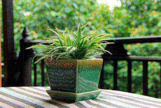 how to grow chlorophytum at home