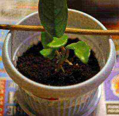 how to grow hoya from seeds at home