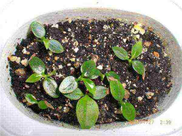 how to grow hoya from seeds at home