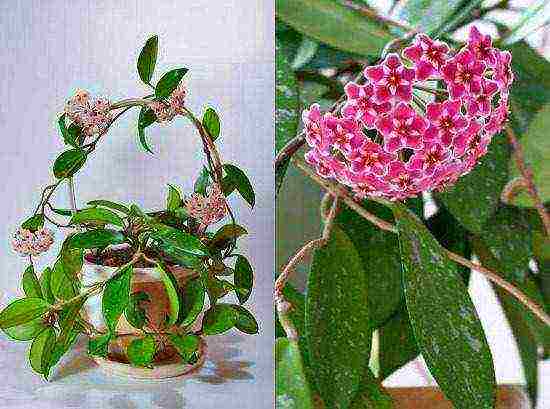 how to grow hoya from seeds at home