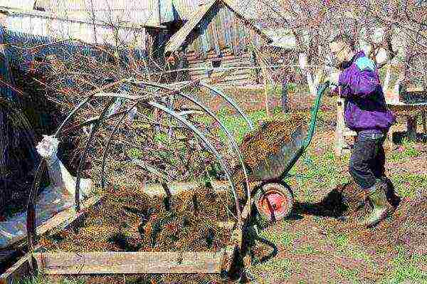 kung paano palaguin at pangalagaan ang mga kamatis sa isang greenhouse