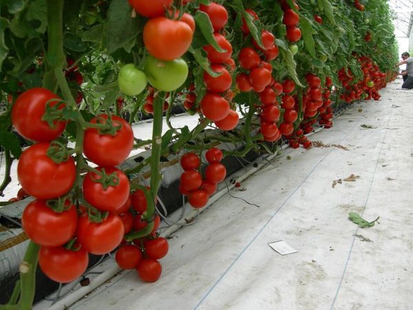 how to grow and care for tomatoes in a greenhouse