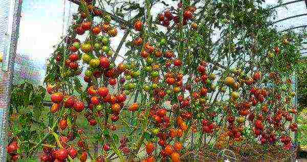 how to grow and care for tomatoes in a greenhouse