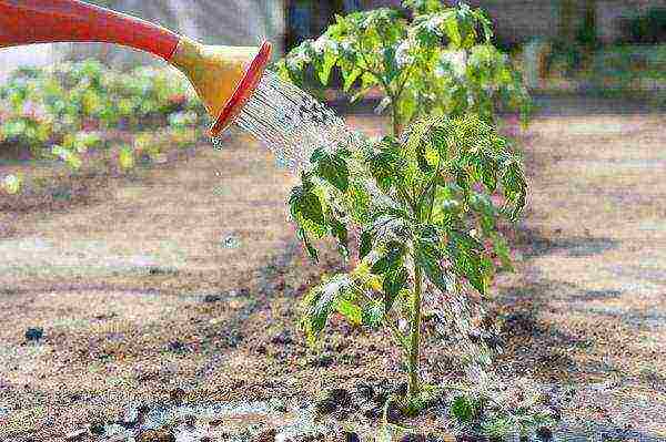 how to grow and care for tomatoes in a greenhouse