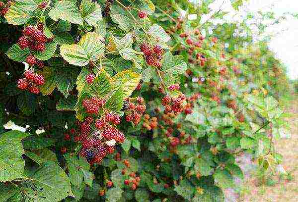 how to grow and care for remontant raspberries