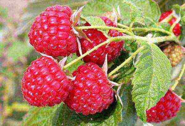 how to grow and care for remontant raspberries