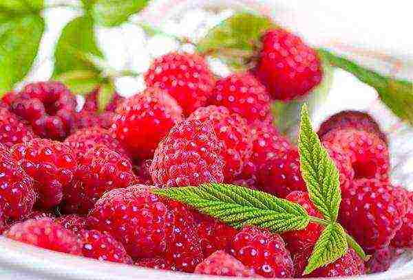 how to grow and care for remontant raspberries