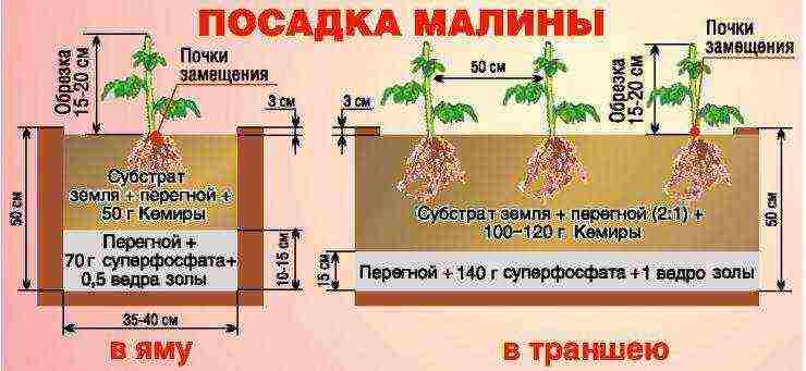 كيف تنمو وتعتني بتوت العليق المتبقي