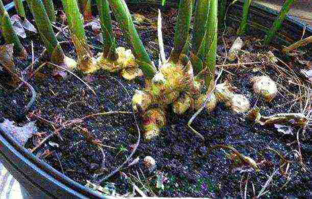 how to grow ginger at home