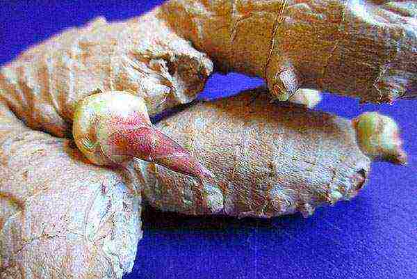 how to grow ginger at home from seeds