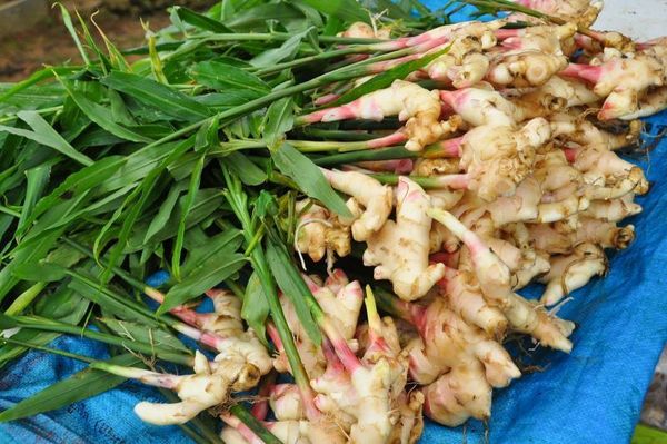 how to grow ginger at home from seeds