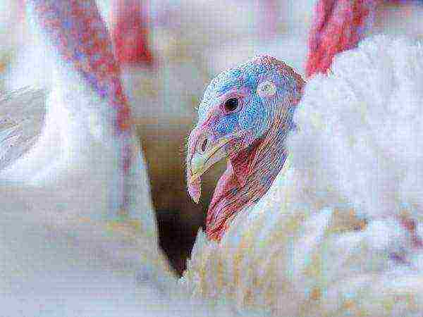 how to grow turkeys at home for meat