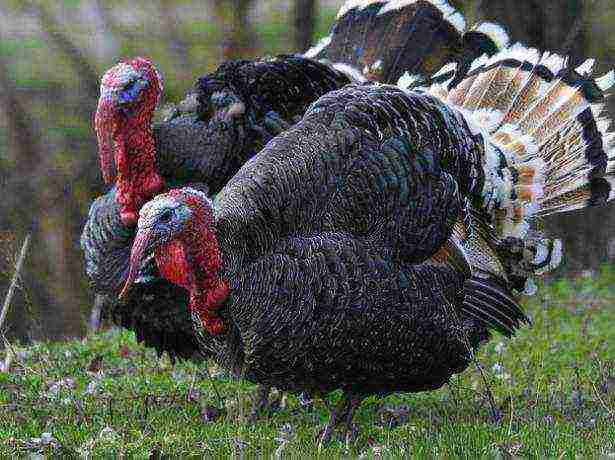 how to grow turkeys at home for meat