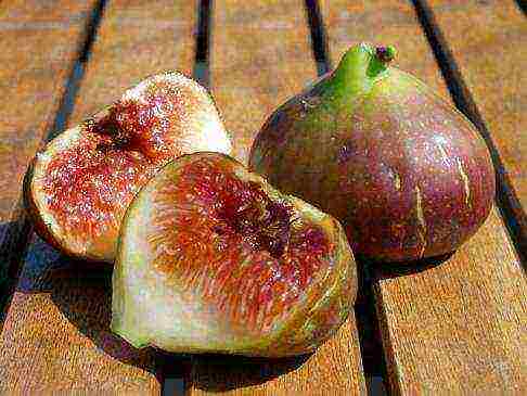 how to grow figs at home on the street