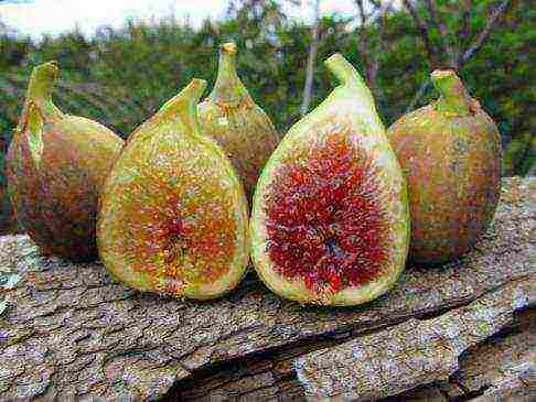 how to grow figs at home on the street