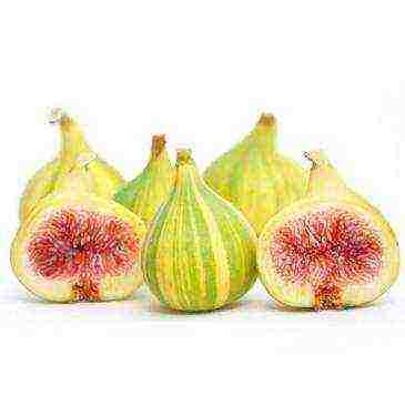 how to grow figs at home on the street