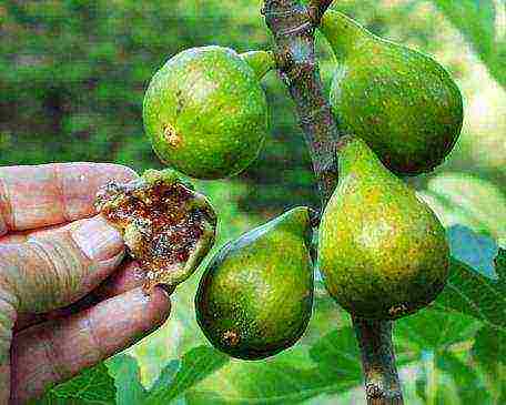 how to grow figs at home outdoors