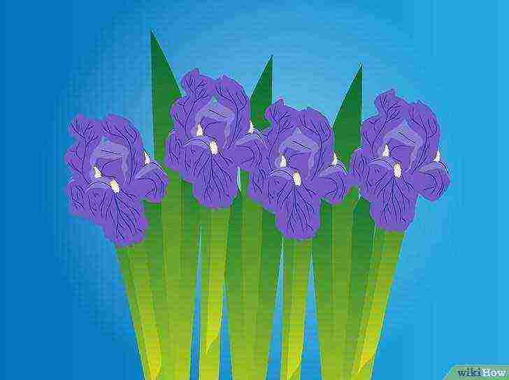 how to grow irises at home