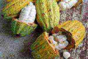 how to grow cocoa beans at home