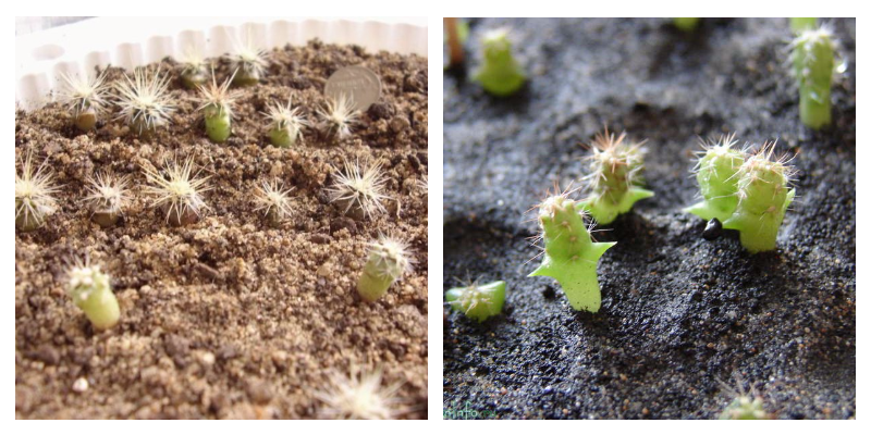 how to grow a cactus from seeds at home