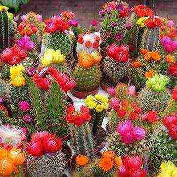 how to grow a cactus at home