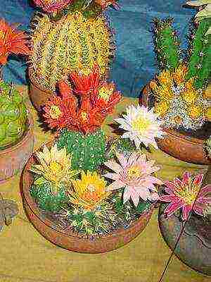 how to grow a cactus at home