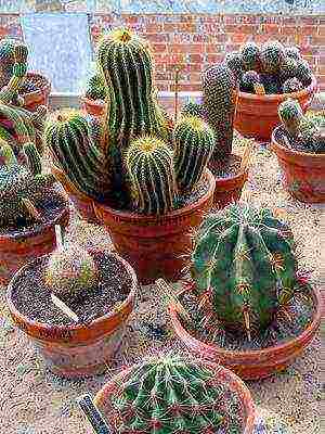 kung paano palaguin ang isang cactus sa bahay