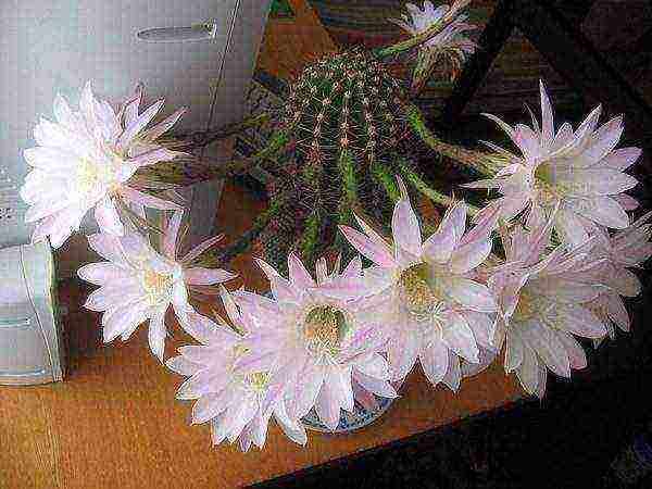 how to grow cacti from seeds at home