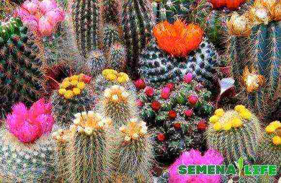 how to grow cacti from seeds at home