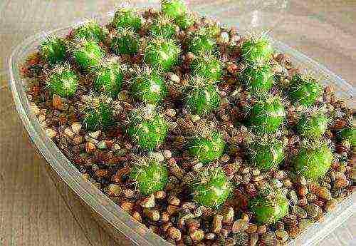 how to grow cacti from seeds at home