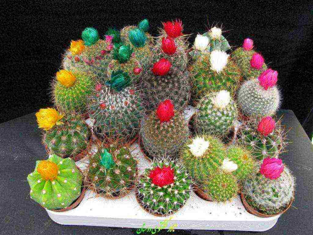 kung paano mapalago ang cacti mula sa mga binhi sa bahay