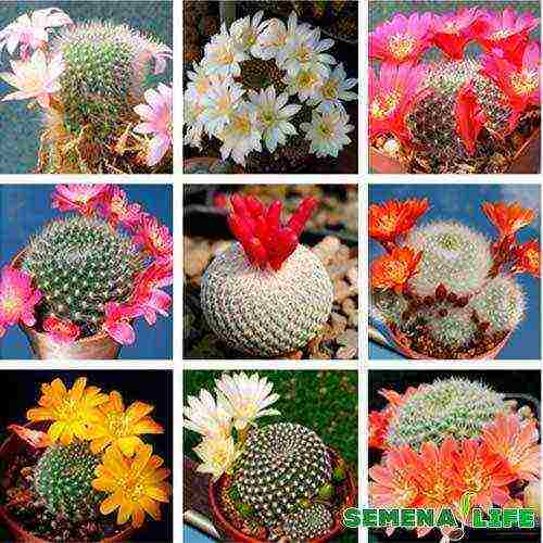 how to grow cacti from seeds at home