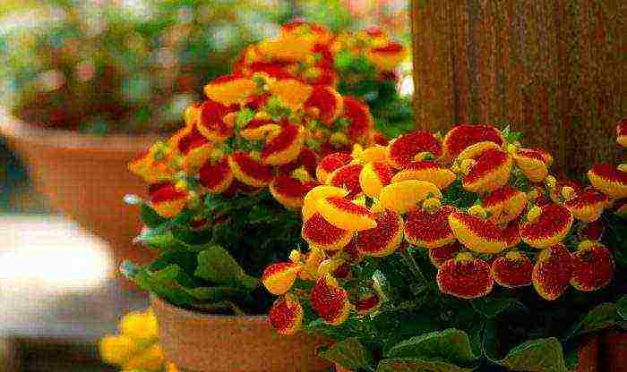 how to grow calceolaria at home