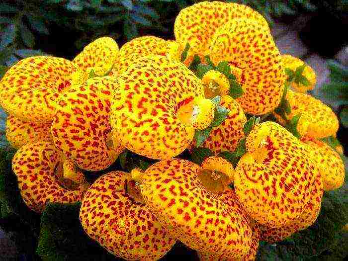 kung paano mapalago ang calceolaria sa bahay