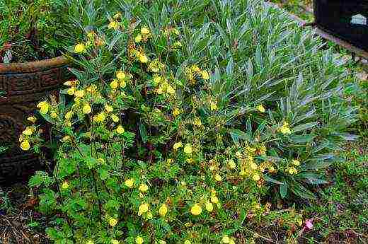 how to grow calceolaria at home