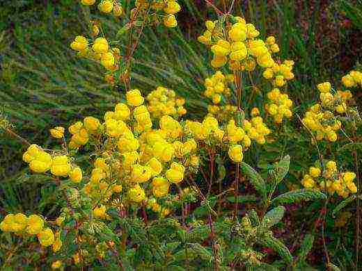 how to grow calceolaria at home