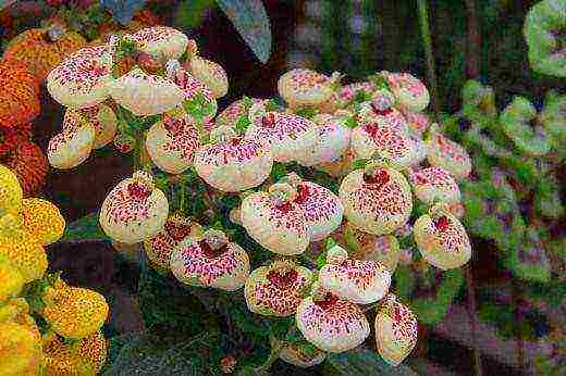 how to grow calceolaria at home