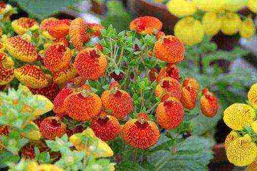 how to grow calceolaria at home