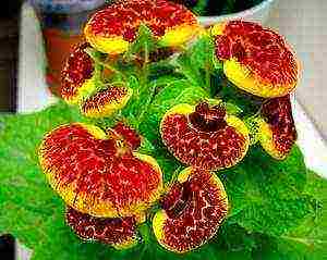 how to grow calceolaria at home