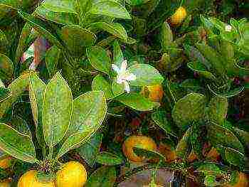 kung paano palaguin ang calamondin sa bahay