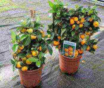 how to grow calamondin at home