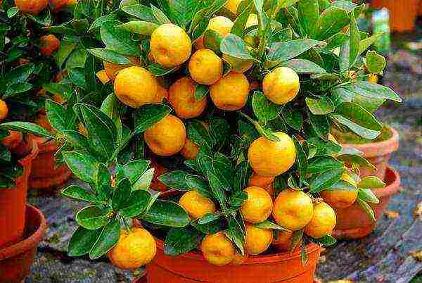 kung paano palaguin ang calamondin sa bahay