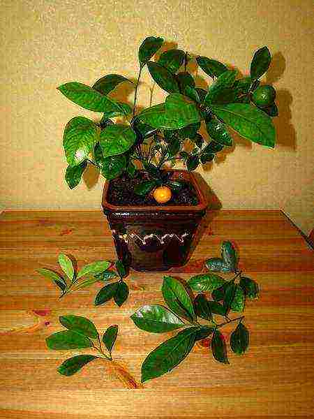 วิธีการปลูก calamondin ที่บ้าน