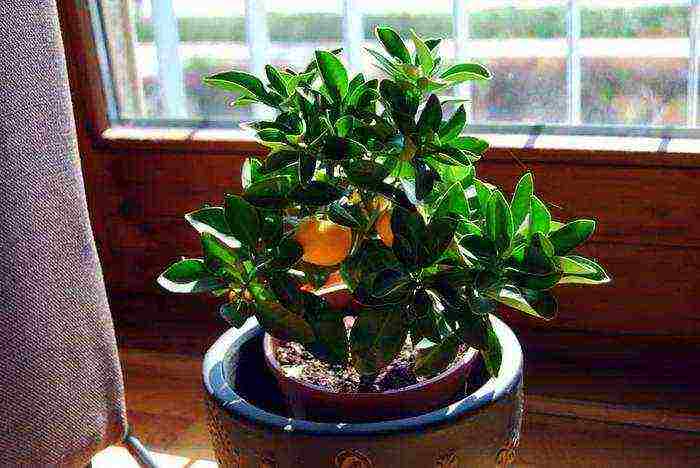 how to grow calamondin at home