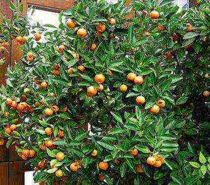 how to grow calamondin at home