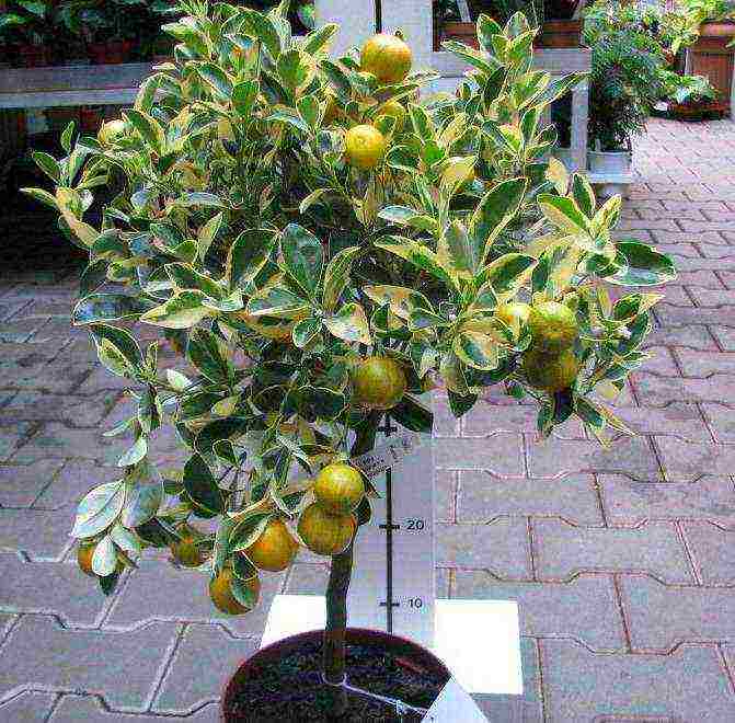 how to grow calamondin at home