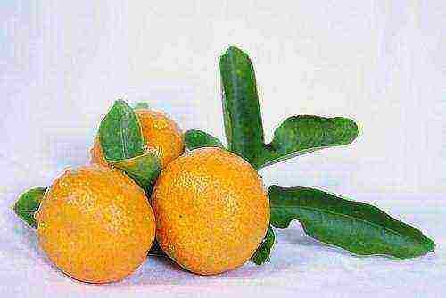 how to grow calamondin at home