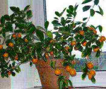 how to grow calamondin at home