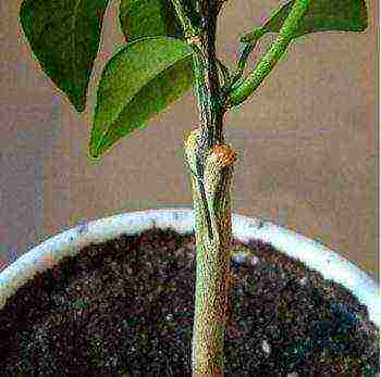 how to grow calamondin at home