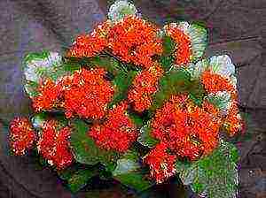 how to grow blooming Kalanchoe at home